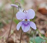 _2009_03_viola_grypoceras.jpg