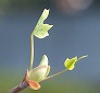 _2009_04_liriodendron2.jpg