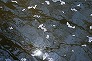 _2009_04_prunus_petals.jpg