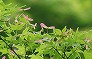 _2009_05_acer_fruits.jpg