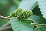 _2009_05_alnus_fruits.jpg