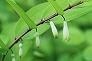 _2009_05_polygonatum.jpg
