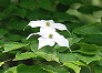 _2009_06_cornus.jpg