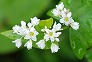 _2009_06_fagopyrum.jpg