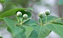 _2009_06_stewartia_buds.jpg