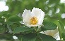 _2009_06_stewartia_flower.jpg