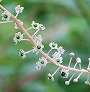 _2009_07_phytolacca.jpg