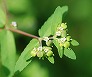 _2009_08_euphorbia.jpg