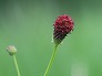 _2009_08_sanguisorba.jpg