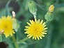 _2009_08_sonchus.jpg