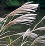 _2009_10_miscanthus2.jpg