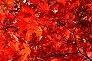 _2009_11_acer.jpg