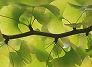 _2009_11_ginkgo.jpg