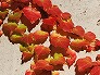 _2009_11_parthenocissus.jpg