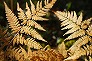 _2009_11_pteridium.jpg