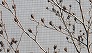 _2010_01_stewartia.jpg