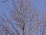 _2010_02_liriodendron.jpg