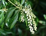 _2010_02_pieris.jpg