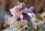 _2010_03_lamium.jpg