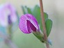_2010_03_vicia.jpg