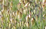 _2010_05_briza.jpg