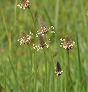 _2010_05_plantago.jpg