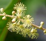 _2010_06_mallotus2.jpg