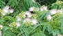 _2010_07_albizia.jpg