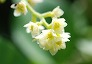 _2010_08_cocculus1.jpg