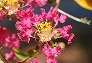 _2010_08_lagerstroemia.jpg