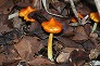 _2010_10_hygrocybe.jpg