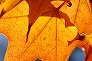 _2010_11_acer_mono.jpg