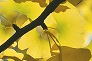 _2010_11_ginkgo.jpg