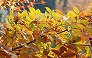 _2010_12_quercus_serrata.jpg