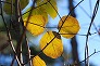 _2011_01_akebia.jpg
