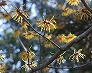 _2011_02_hamamelis.jpg