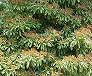 _2011_05_machilus.jpg