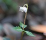 _2011_06_chimaphila2.jpg