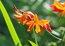 _2011_07_crocosmia.jpg