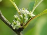 _2007_05_ilex.jpg
