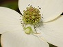_2007_05_misumenops.jpg