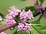 _2007_06_callicarpa.jpg