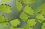 _2007_10_adiantum.jpg