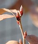 _2007_12_lindera.jpg