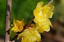 _2008_01_chimonanthus.jpg
