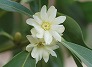 _2008_03_illicium.jpg