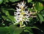 _2008_03_pachysandra.jpg
