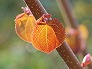 _2008_04_cercidiphyllum.jpg