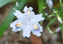 _2008_04_iris.jpg