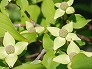 _2008_05_cornus1.jpg